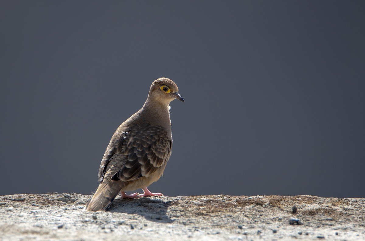 Bare-faced Ground Dove - David F. Belmonte