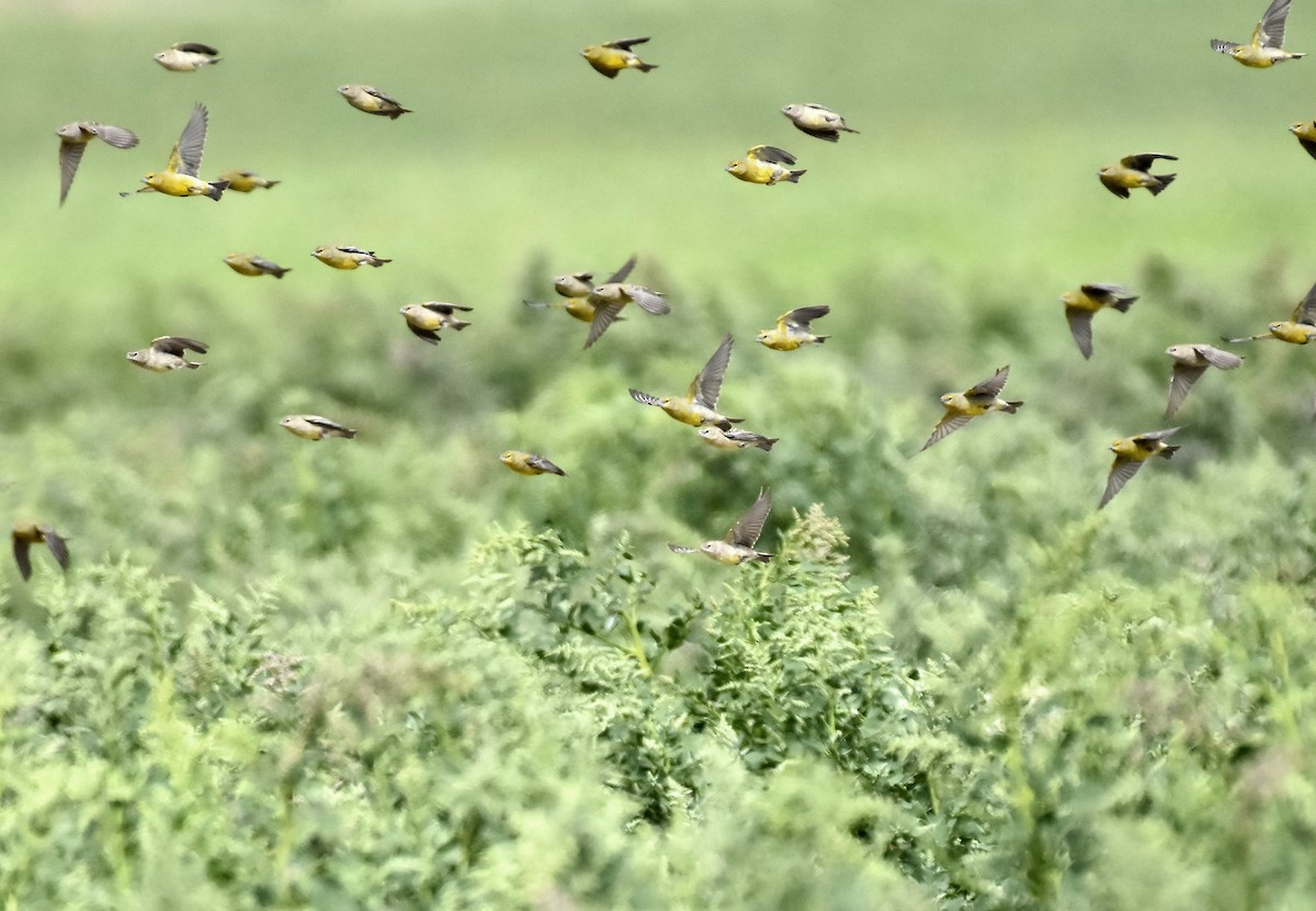 Raimondi's Yellow-Finch - ML38797691