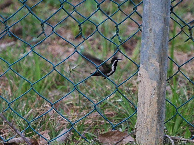 Black-throated Mango - ML38797741