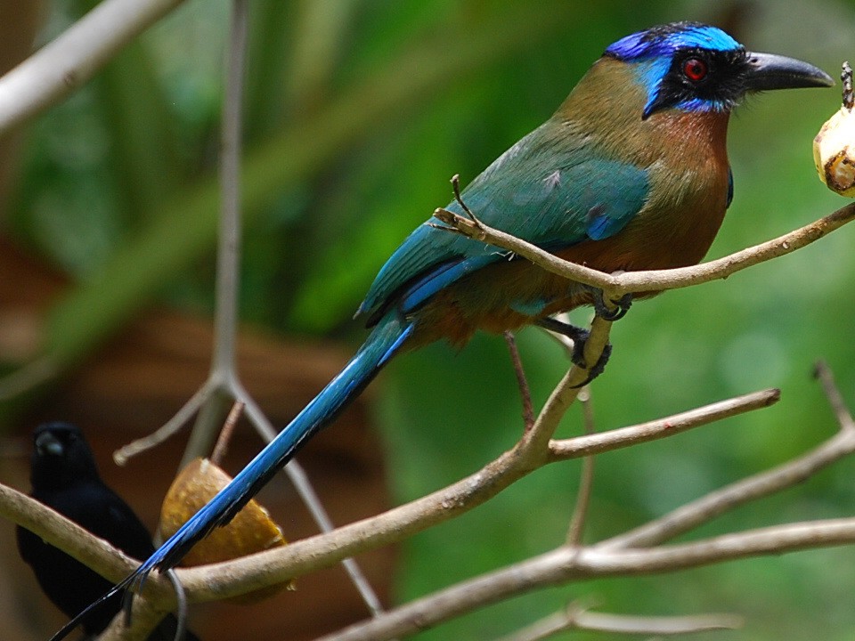 Trinidad Motmot - Andrew Simon