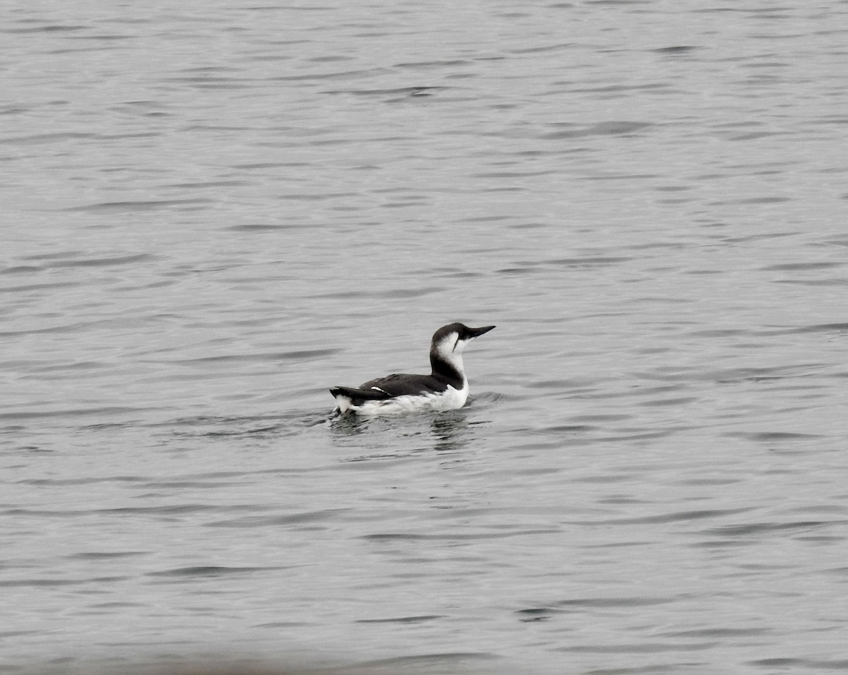 Common Murre - D/P    Sanford