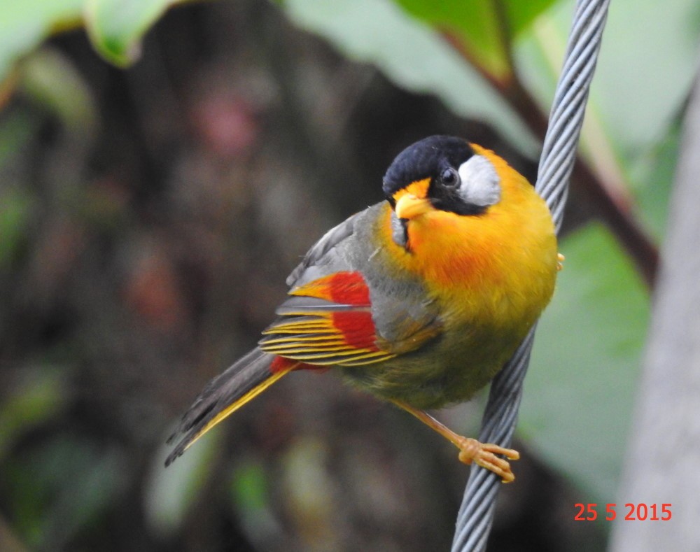 Silver-eared Mesia - Shafeeq Wilson