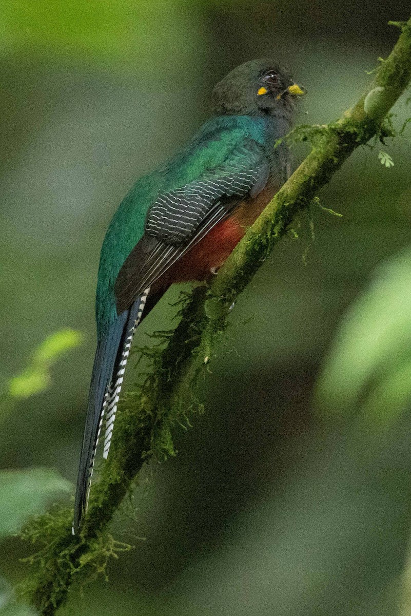 Bar-tailed Trogon - ML387978481