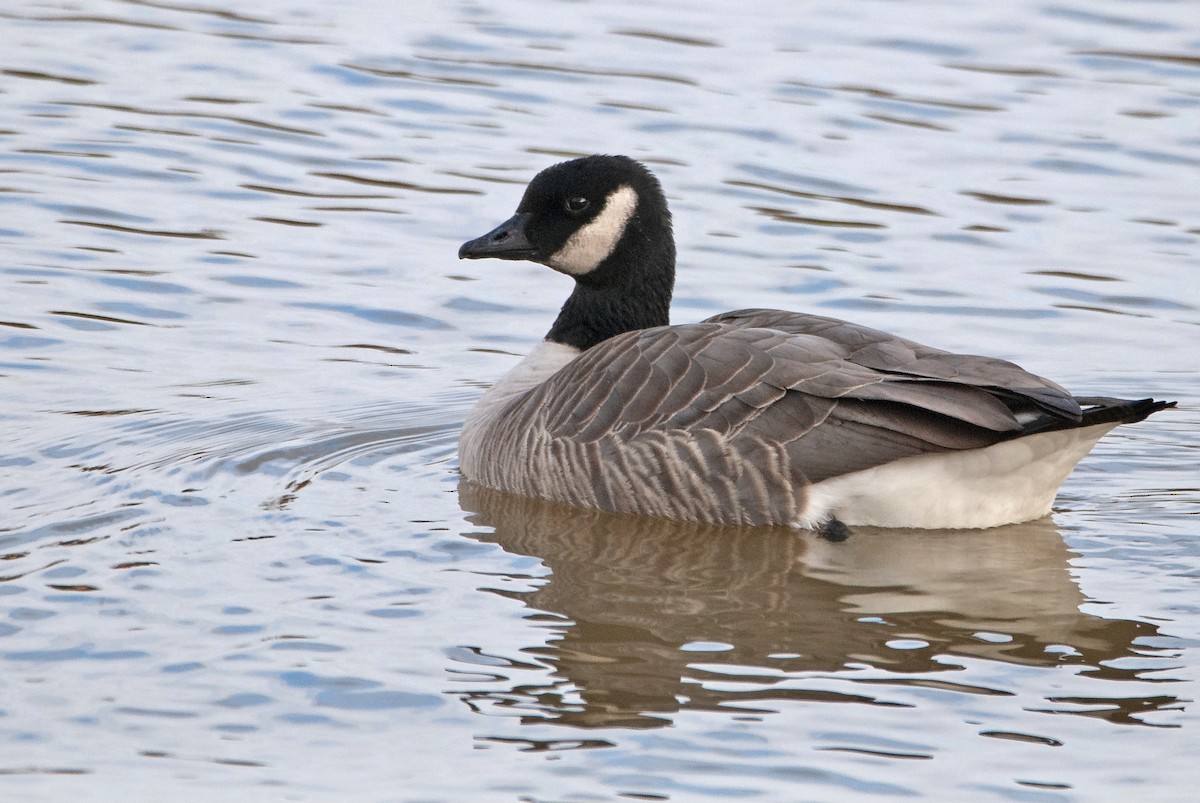 Cackling Goose - ML387978931