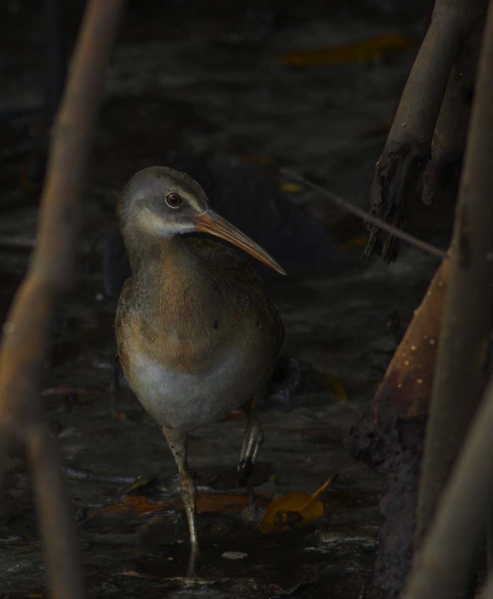 Clapper Rail - ML38798021