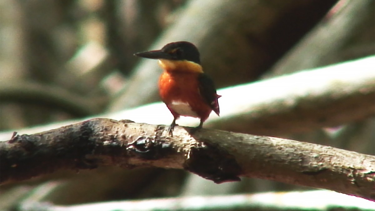 American Pygmy Kingfisher - ML387980221