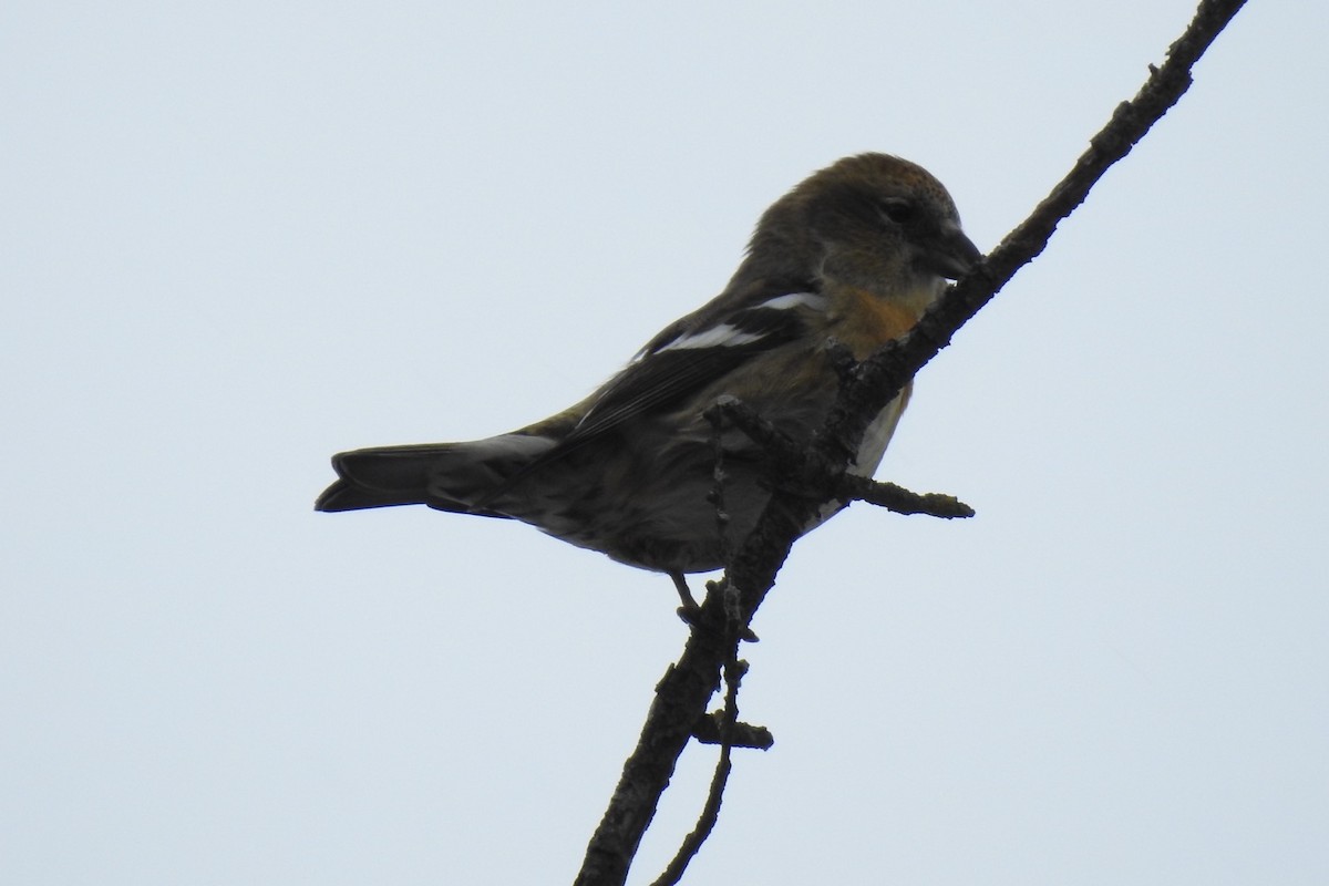 White-winged Crossbill - ML387980281