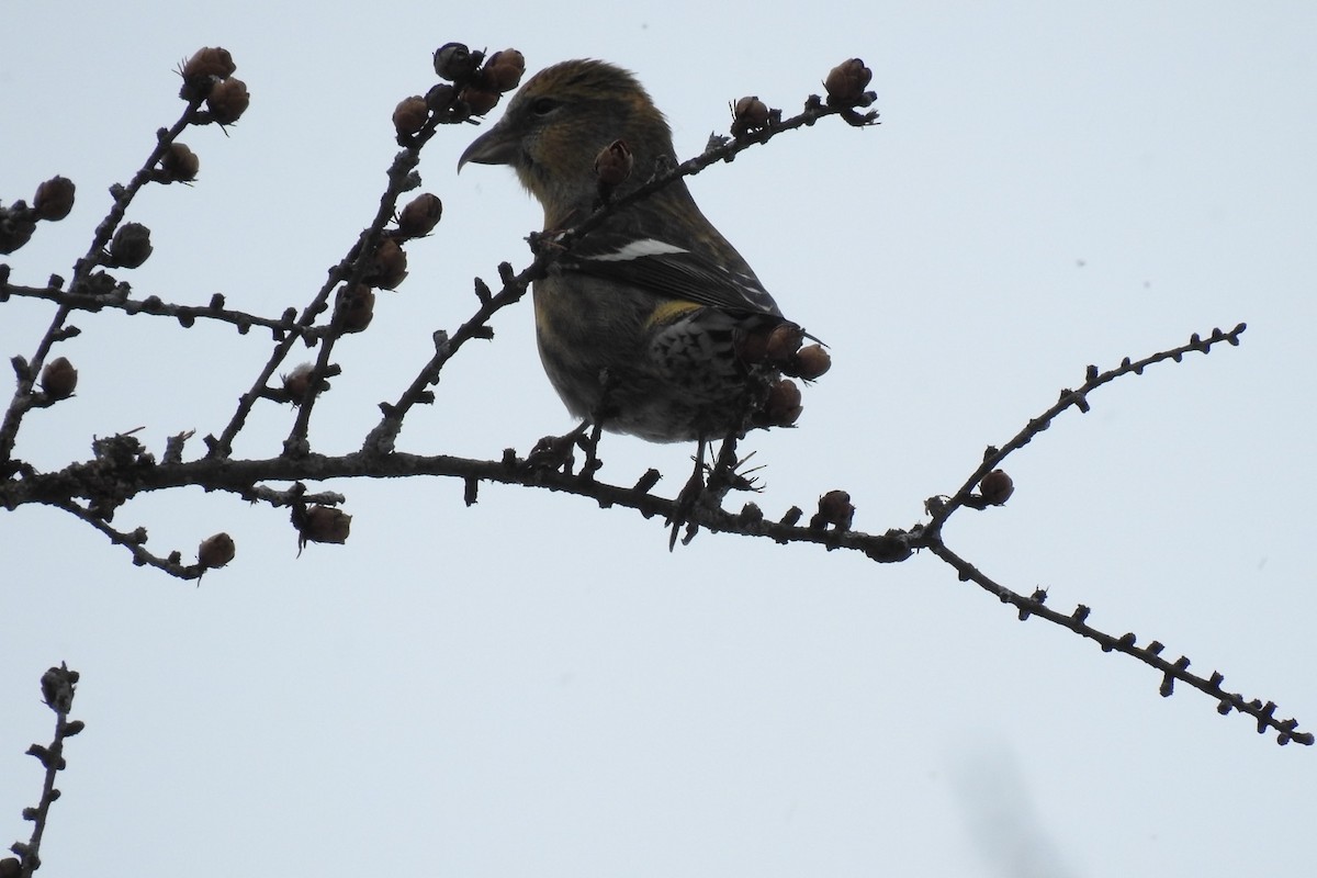 White-winged Crossbill - Dan Belter