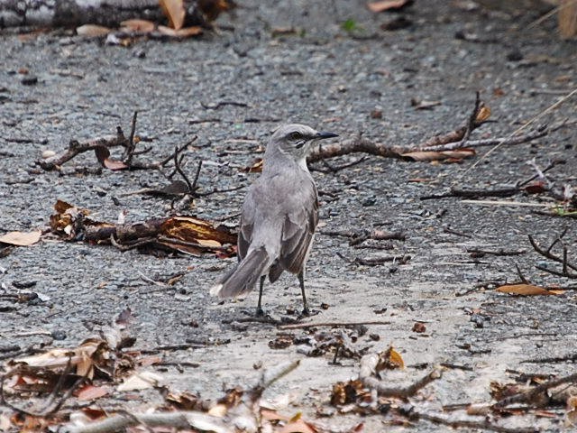 Tropical Mockingbird - ML38798031