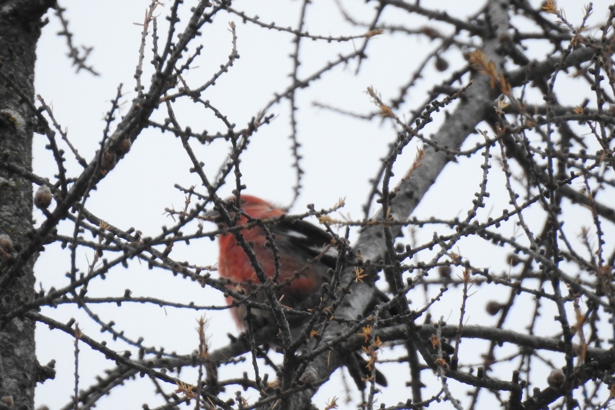 White-winged Crossbill - ML387980341