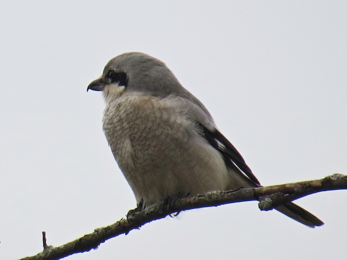 Northern Shrike - ML387980551