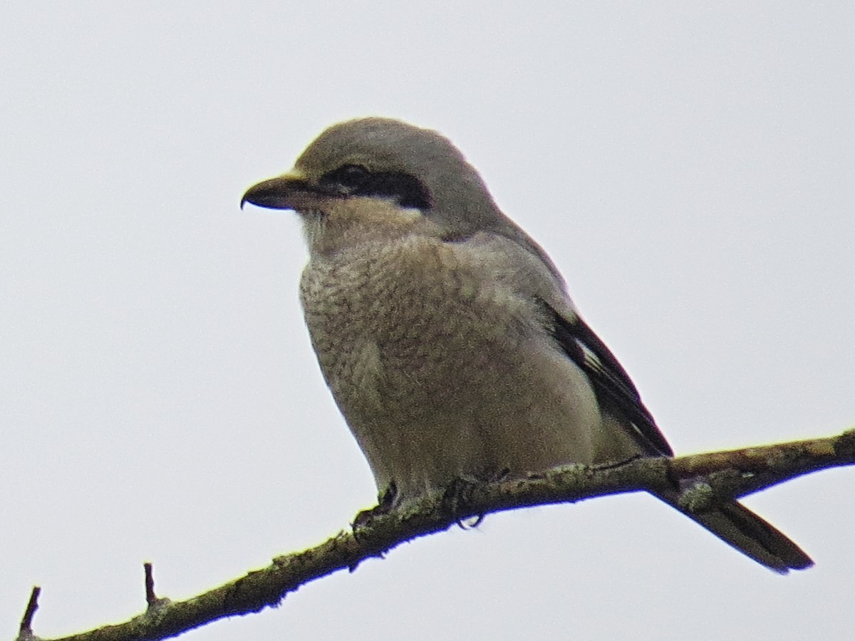 Northern Shrike - ML387980561