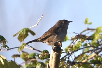 House Wren - ML387981021