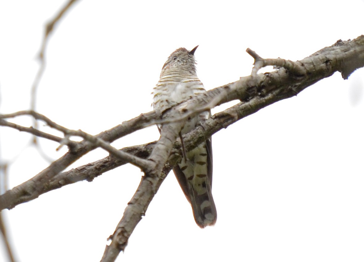 Shining Bronze-Cuckoo - Bruce Wedderburn