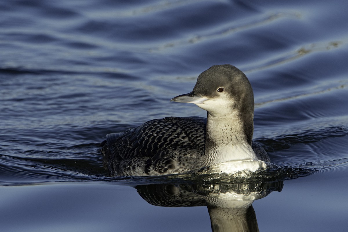 Pacific Loon - Neil Rucker