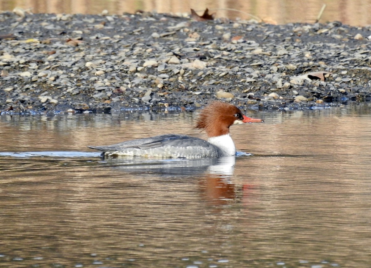 Common Merganser - ML387983691