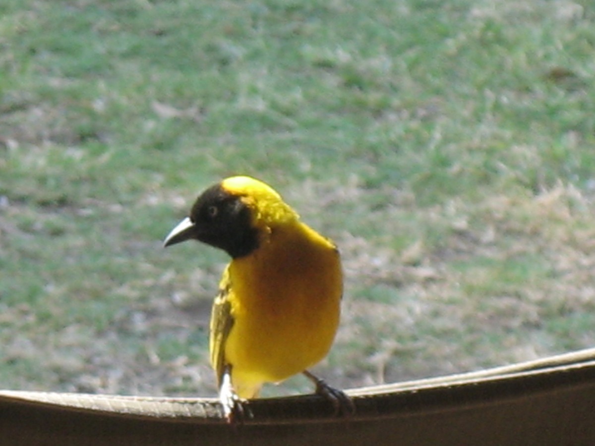 Lesser Masked-Weaver - ML387984471