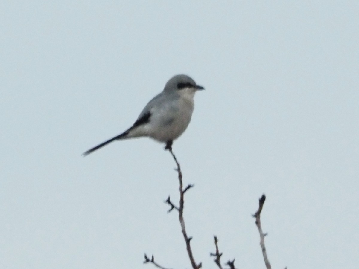 Great Gray Shrike - ML387984931