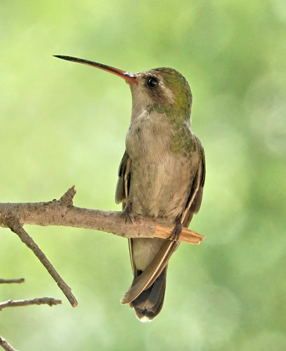 kolibřík širokozobý - ML387985401