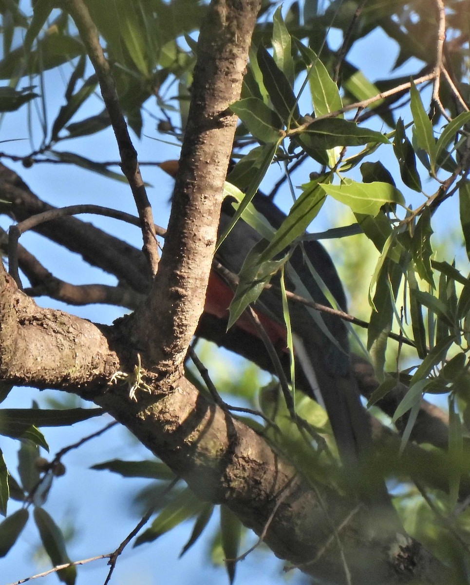 trogon krásný - ML387985531