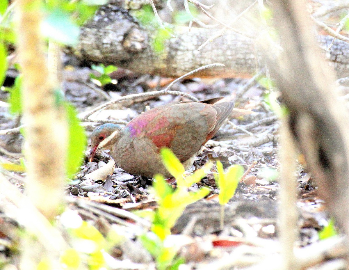 Key West Quail-Dove - ML387987451