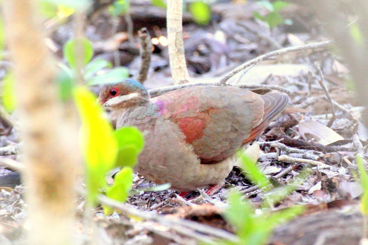 Key West Quail-Dove - ML387987651