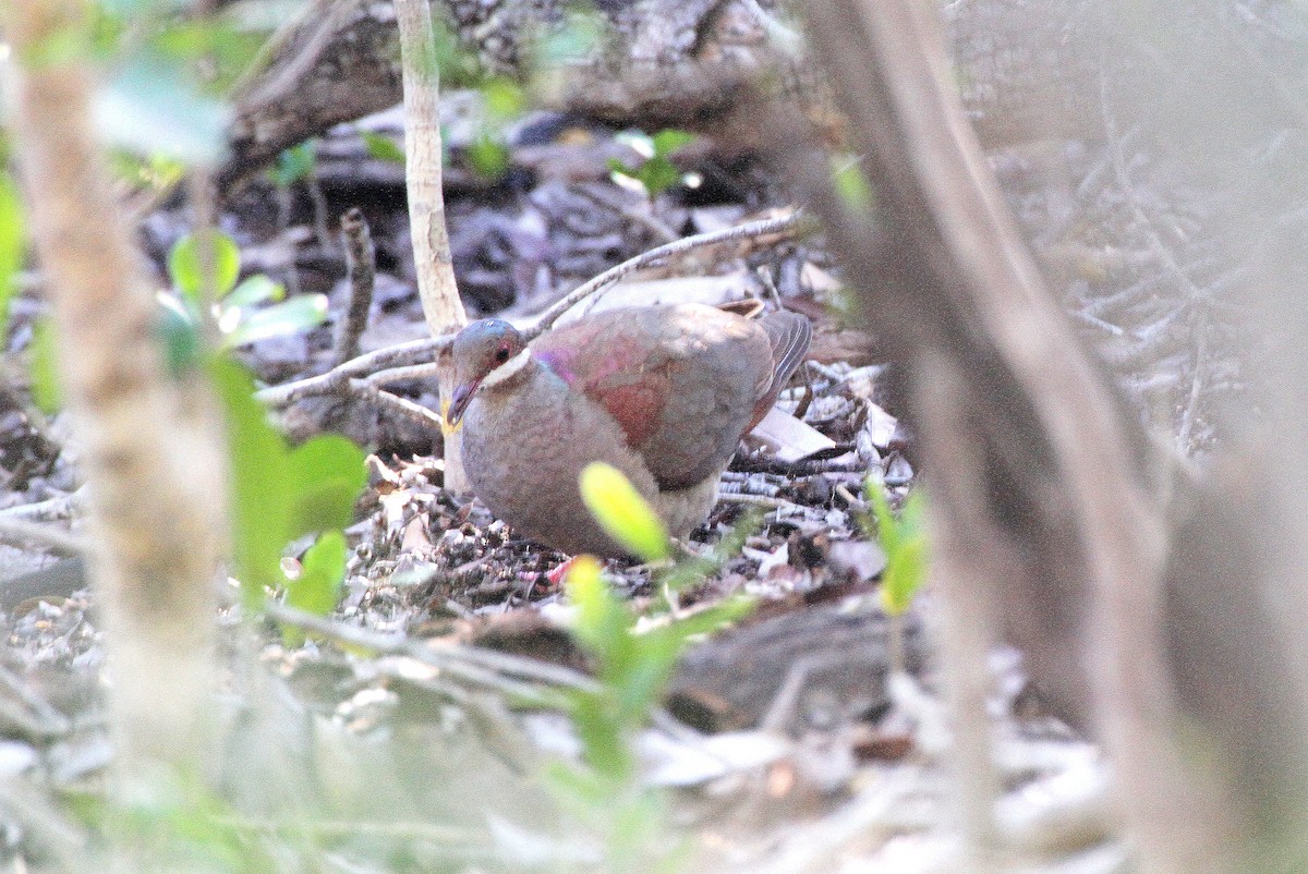 Key West Quail-Dove - ML387987911