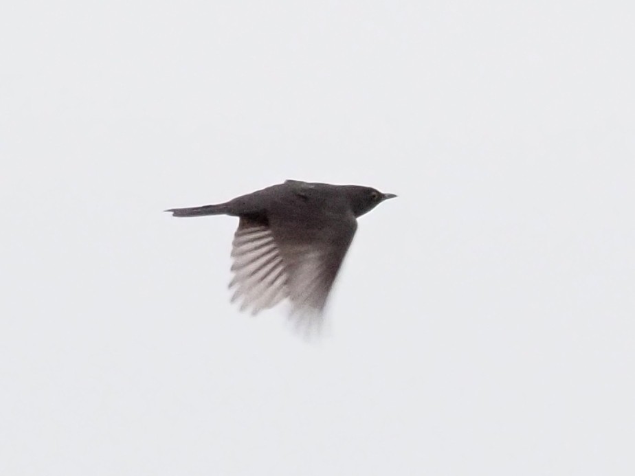 Eurasian Blackbird - Kostyantyn Grinchenko