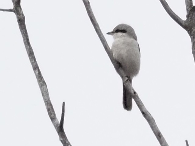 Great Gray Shrike - Kostyantyn Grinchenko