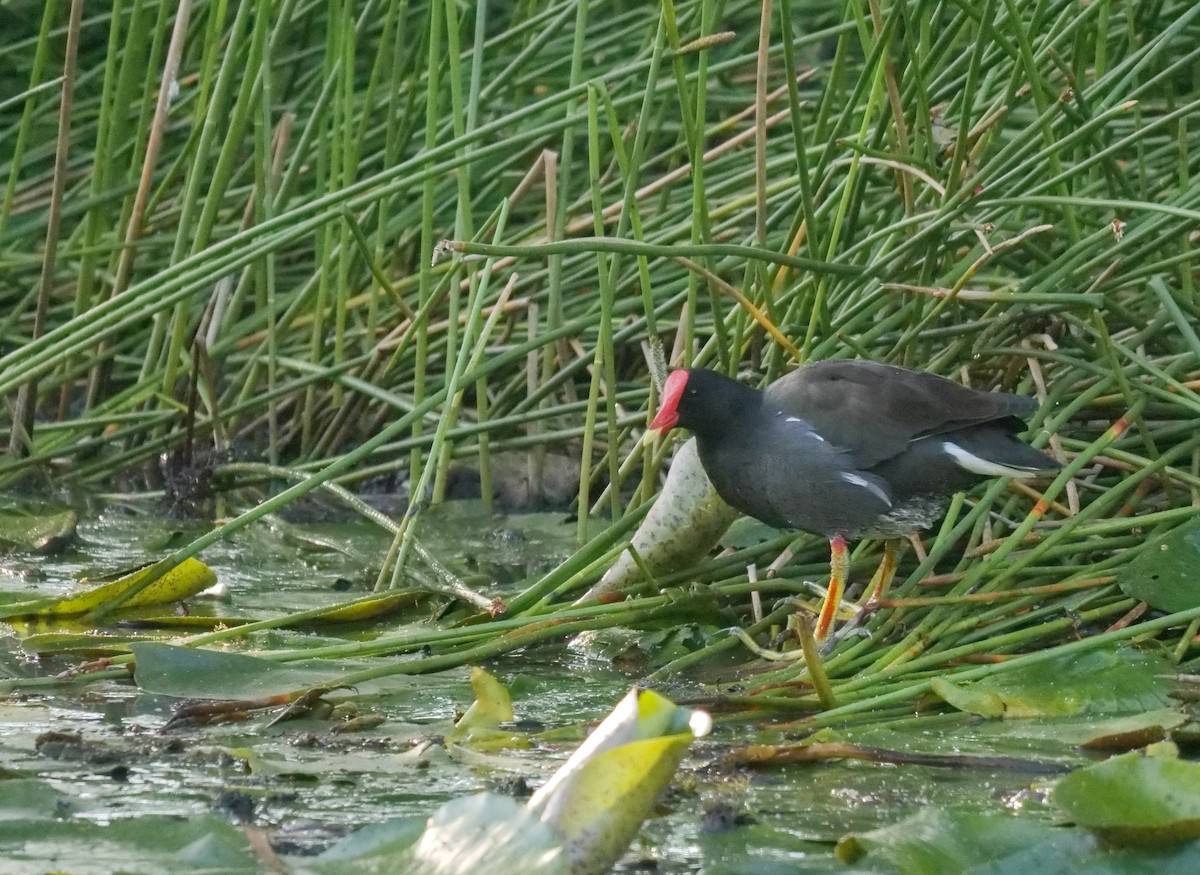 Gallinule d'Amérique - ML387989341