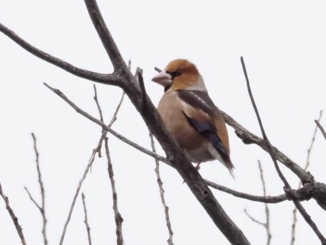 Hawfinch - ML387989491