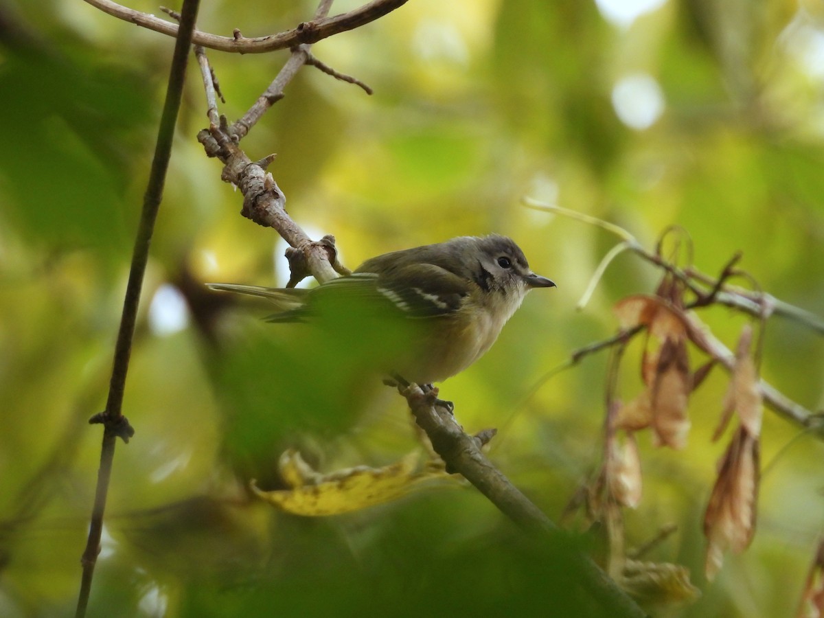 Blue-headed Vireo - ML387990851