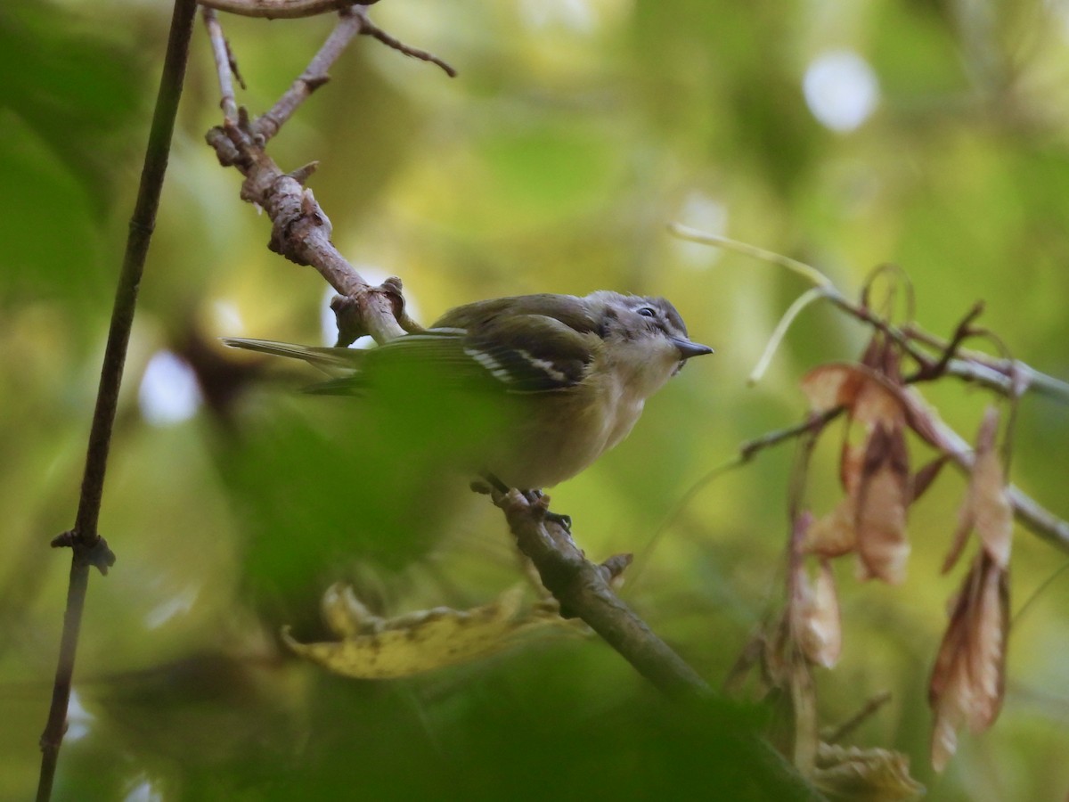 Blue-headed Vireo - ML387990881