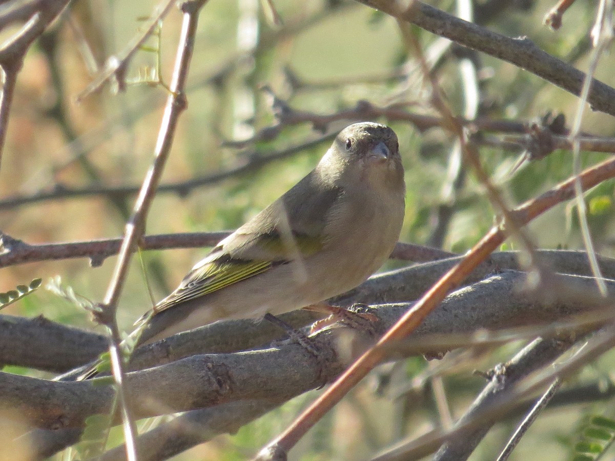 Lawrence's Goldfinch - ML387991901