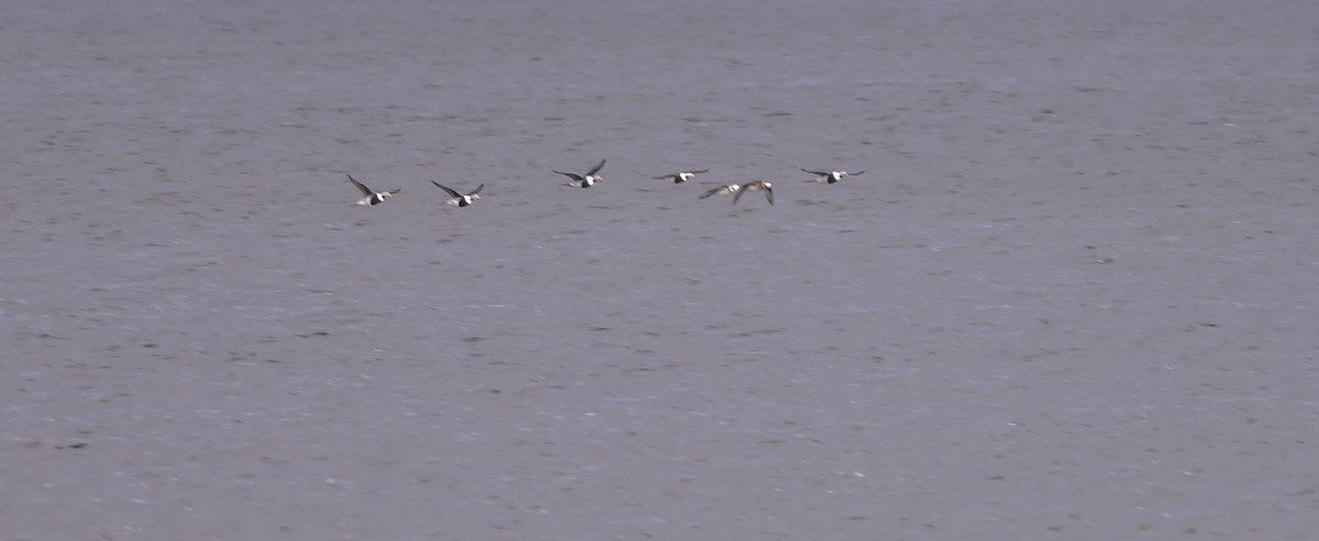 Long-tailed Duck - ML387992251