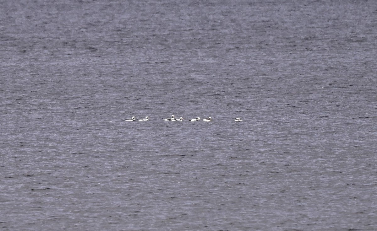 Long-tailed Duck - ML387992261