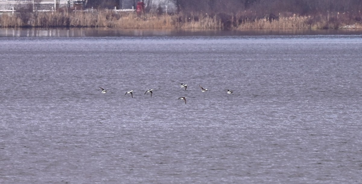 Long-tailed Duck - ML387992271