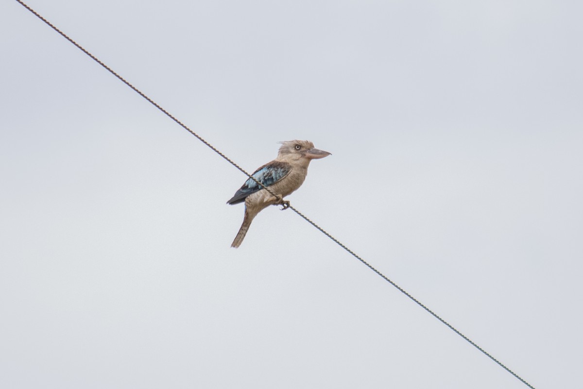 Blue-winged Kookaburra - ML387992691