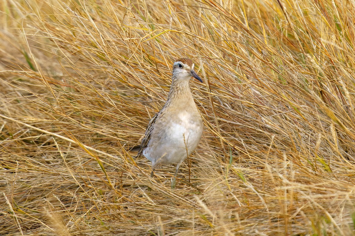 Sharp-tailed Sandpiper - David Woolery