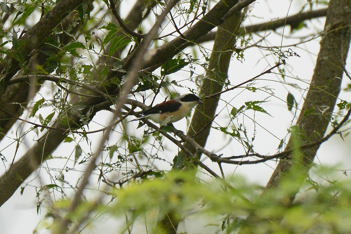 Bay-backed Shrike - ML387994561