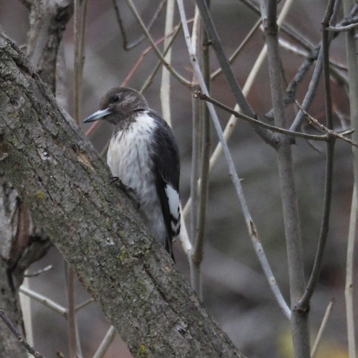 Red-headed Woodpecker - Heather Hosten