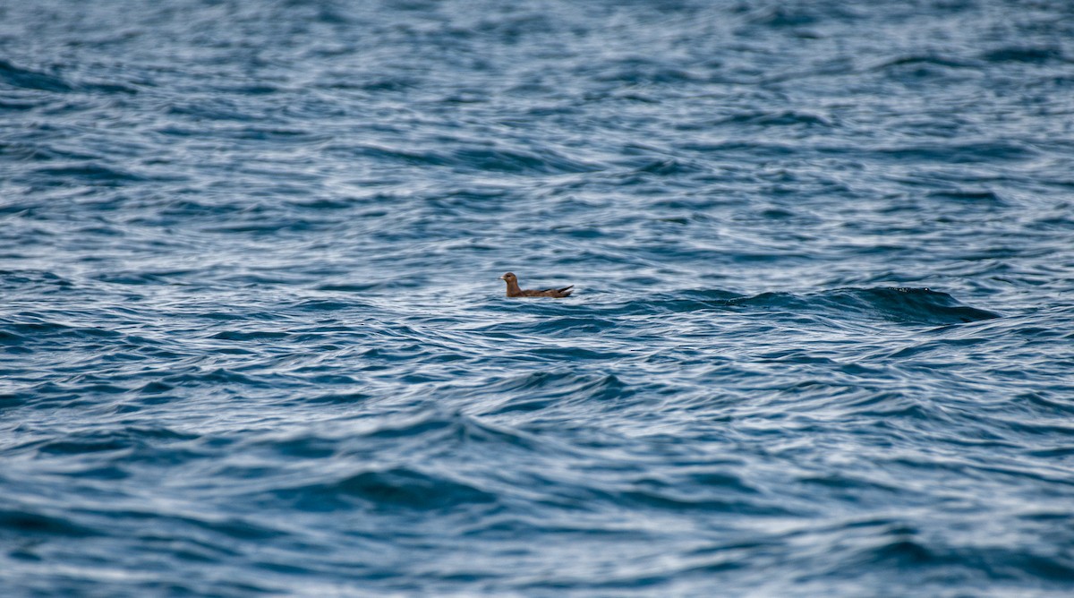 Parasitic Jaeger - Christopher Brown