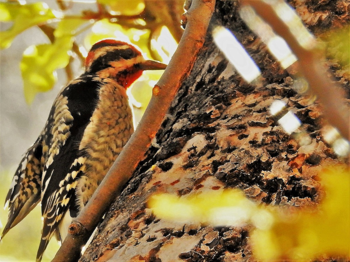 Red-naped Sapsucker - ML387997061