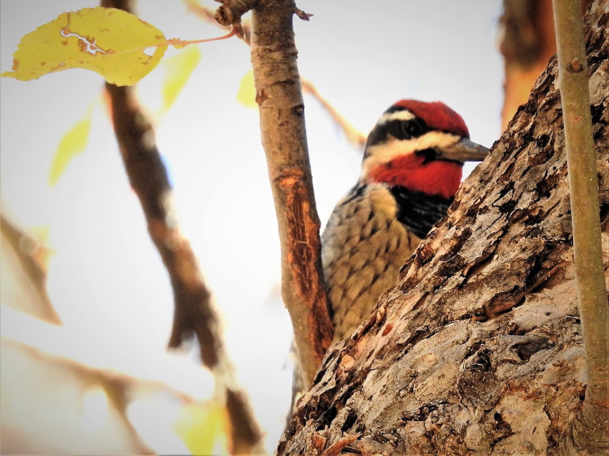 Red-naped Sapsucker - ML387997071