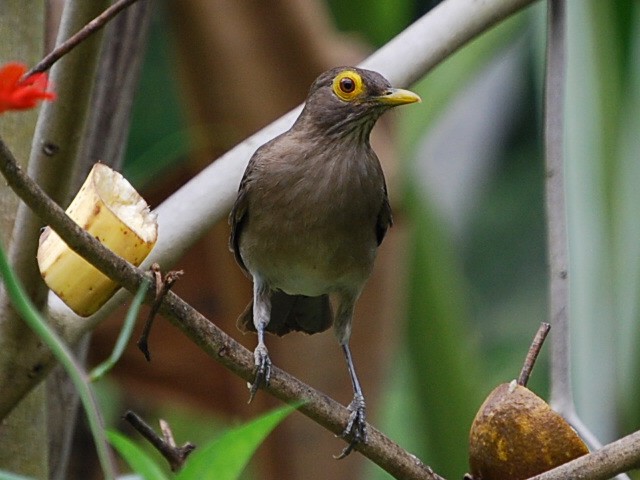 Spectacled Thrush - ML38799781