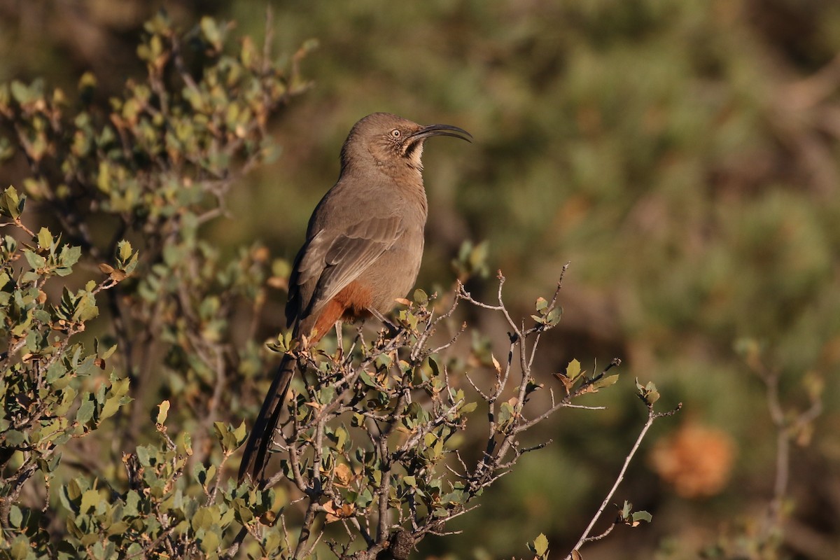 Crissal Thrasher - ML38799881