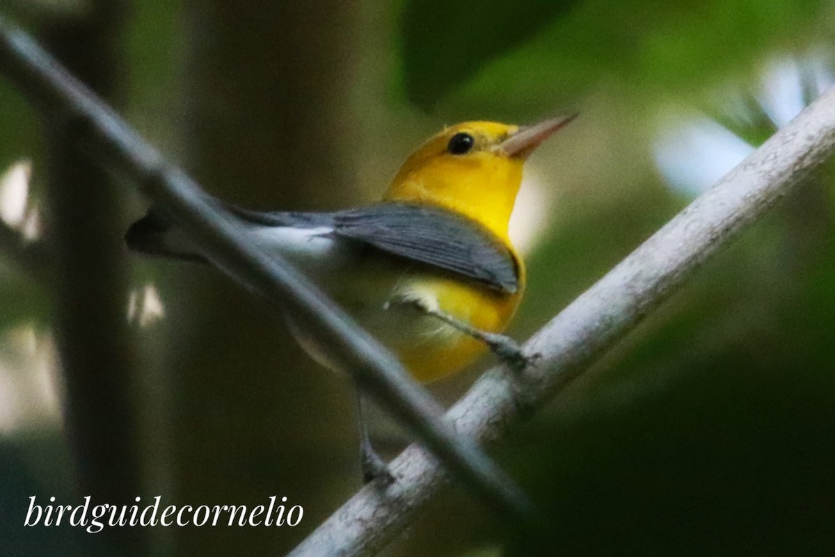 Prothonotary Warbler - ML388001511