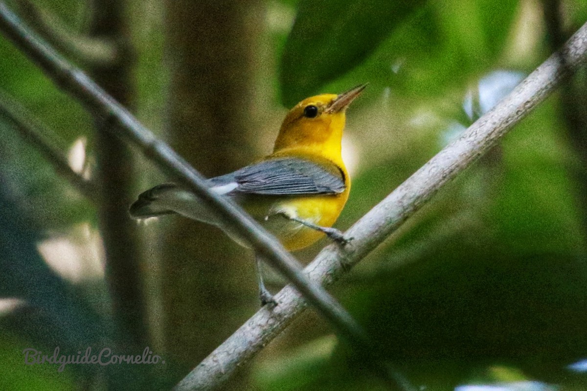 Prothonotary Warbler - ML388001521