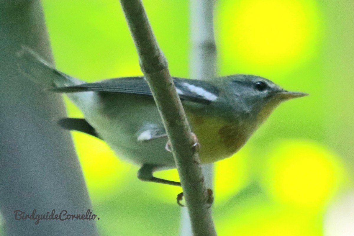 Northern Parula - ML388001681