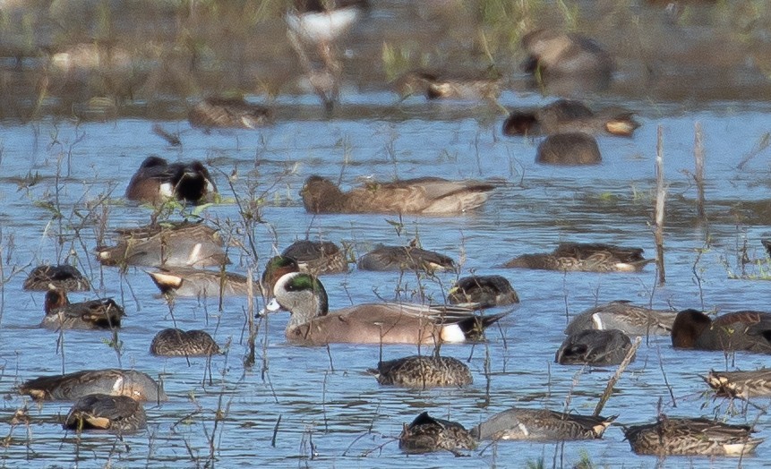 American Wigeon - ML388002091